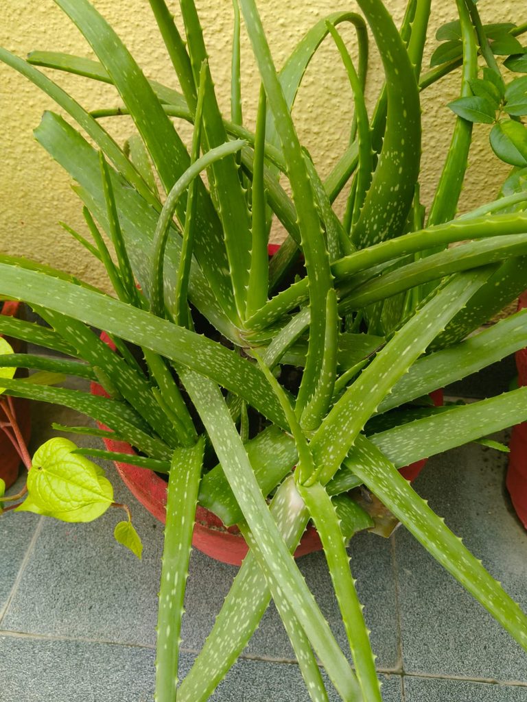 Aloe vera plant in a red mud pot